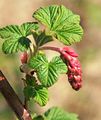 Blackcurrant in spring