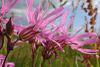 080518 Ragged Robin.JPG