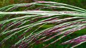 080712 Common reed.jpg