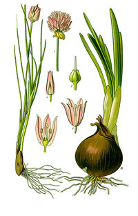 Chives Allium schoenoprasum0 pub dom.jpg