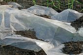 Lettuce can stand a little frost. Here lettuce is protected in a greenhouse with a sheet of plastic against frost. These plants survived several week of deep frost. Garlic in the background.