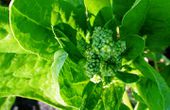 Spinach sets flowers