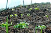 Greenhouse in winter. All these vegetables were sown or planted in November. They can withstand moderate freezing temperatures and will begin grow quicker when the first spring days arrive. Garlic, onions, corn salad, fava beans, peas, spinach.