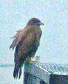 I erected a high pole near my garden to attract buzzards. They accepted the invitation and this buzzard is visiting each day and catches many voles that had become a pest eating the roots of many of my vegetables.