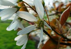 Amelanchier flowers.JPG