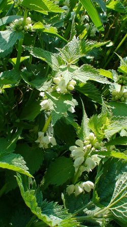 090424 Deadnettle.JPG