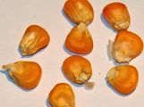 Seeds of sweet corn