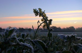 Frozen mustard against sky 101018 (1).JPG