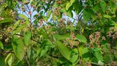 090415 Amelanchier 2.jpg