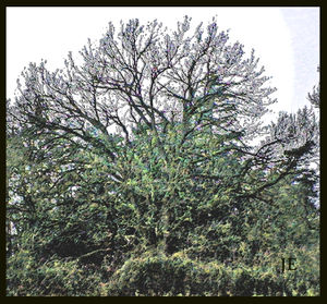 Thoughts about lineage.jpg