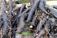 Black salsify roots.jpg