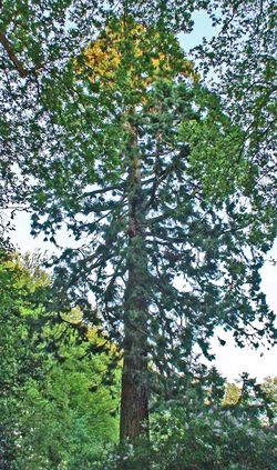 090508 Giant sequoia.jpg