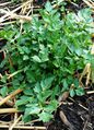 Young celery in greenhouse in spring