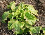 Iceberg lettuce in a greenhouse, sown in September, photo taken in February, survived during strong frost under an extra sheet of plastic.