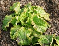 Iceberg lettuce in a greenhouse, sown in September, photo taken in February, survived during strong frost under an extra sheet of plastic.