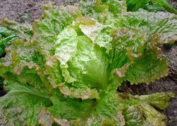 Iceberg lettuce 111221.JPG