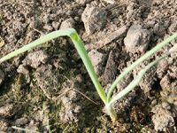 Onion plant that grew from a small bulb, planted before the winter in a greenhouse.