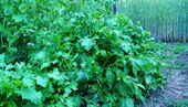 Big turnip greens. These grew almost 1 meter high. They're still soft and edible. I've never had them grown so big. Maybe they liked growing in the shadow of the capucijner peas that you can see left in the background. In the background right there's rye.