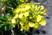Mustard can be used as a green manure plant. It grows very fast.