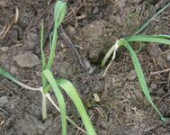 Garlic plants with the same history as those of the former picture, but these ones grew in an unheated greenhouse.