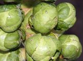 Brussels sprout in Jan 2012.JPG
