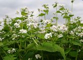 Common buckwheat in my garden blossoming in July