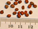 Radish (Raphanus sativus) seeds - with cm-mm scale