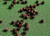 Rapeseed seeds