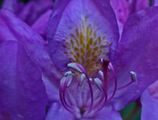 Rhododendron flower 2.jpg