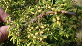 Juniperus Archem 2.JPG