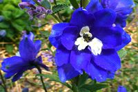 Delphinium.jpg