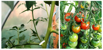 Tomato pruning 120720.jpg