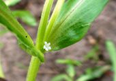 I had kept some of the plants in a greenhouse and they are blossoming now. I plant them outside to harvest seeds later. What a tiny little flower!