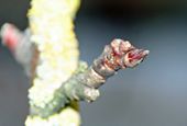 Flower buds of cherry tree in winter