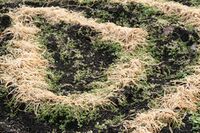 To my surprise these rye plants did not make it, probably because it's a summer rye cultivar.