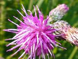 080712 Thistle flower.jpg