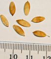 Gherkin seeds, with cm-mm scale