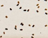 Digitalis seeds.JPG