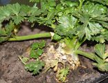 Celery root in pot in greenhouse, waiting for harvest
