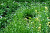 Garden flowers, of potatoes, linseed, rape and pumpkin. I always try to make each field a beautiful composition of vegetables and flowers because it generates good feelings and i feel it gives all plants better quality.
