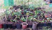 Cuttings of elder, holly, alder, willow, plum, oak, gooseberry, ribes, grape and many more. Almost all of these have successfully grown roots.