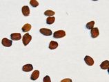 Wallflower seeds