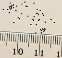 Mentha spicata seeds - with cm-mm scale.JPG