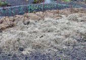 A field is covered with a layer of hay through winter after having removed all weeds.
