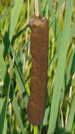 080712 Bulrush 1.JPG