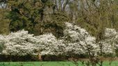 090415 Amelanchier 3.jpg