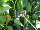 2003-07-14 Black nightshade 2.JPG