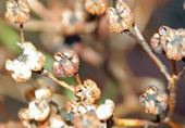 Seed capsules of the same artemisia cultivar as the former picture