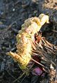 Rhubarb first sprouts in the season
