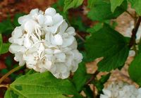 Snowball tree blossoms.jpg